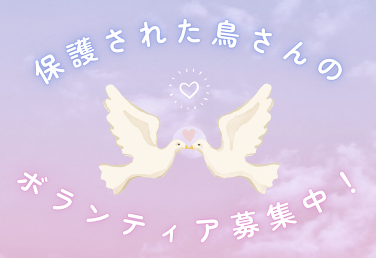 保護された鳥さんのボランティア募集中！
